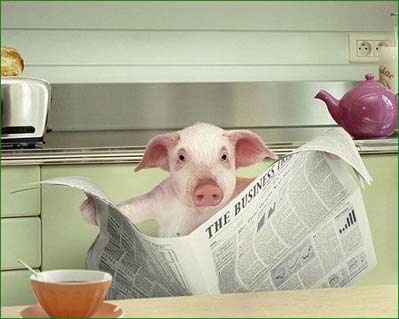 pig reading at the table