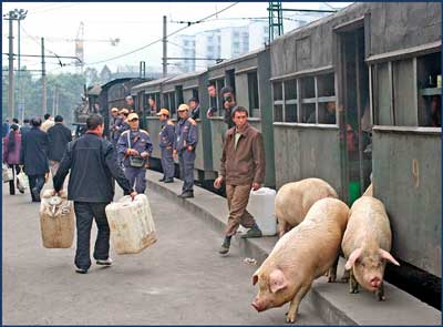 pigs travel freely