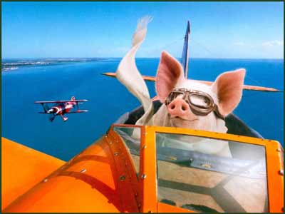 pig in a biplane