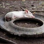 The pig and the circle of life