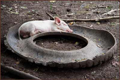 pig in circle of life