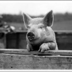 The contentment of pigs
