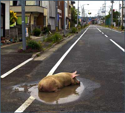 optimist smallest puddle