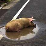 To an optimist, even the smallest puddle is a wallow