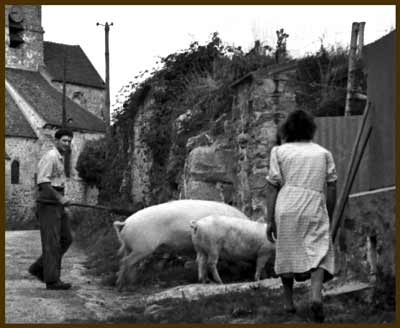 interdependent pigs