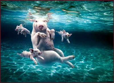 pigfish or porc-pisces