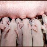 Wreath of pigs