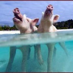 Frolicking swine enjoy the sunshine