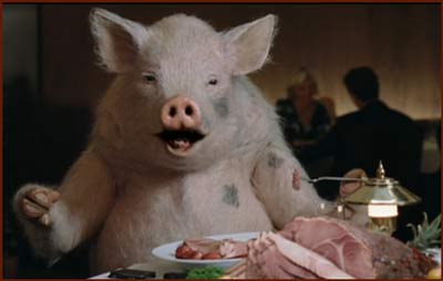 pig eating ham