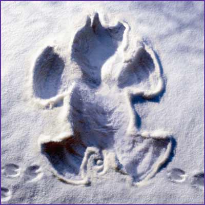 snow angel pig