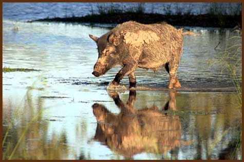 Zen pig - The Over Rooting Suitor