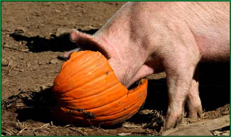 halloween pumpkin pig