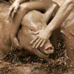 mud wrestling pig