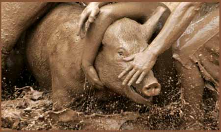 mud wrestling pig