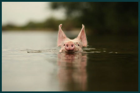 pig swimming in the fundamental medium