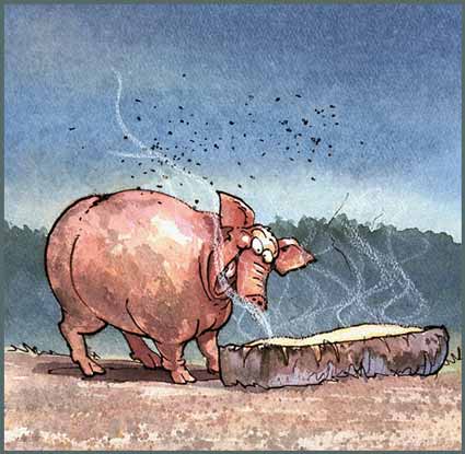 National Pig Day 2016