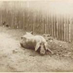Crémière, Léon - Cochon couché de face [Pig lying down, face forward]