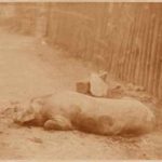 Crémière, Léon - Cochon couché profil gauche [Pig lying down, left profile]