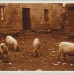 Lhermitte, Charles Augustin - Porcs dans une cour de ferme [Pigs in a farm yard]