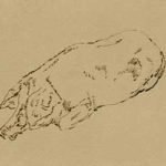 Moreau, Gustave - Etude de porc couché [Study of a pig lying down]