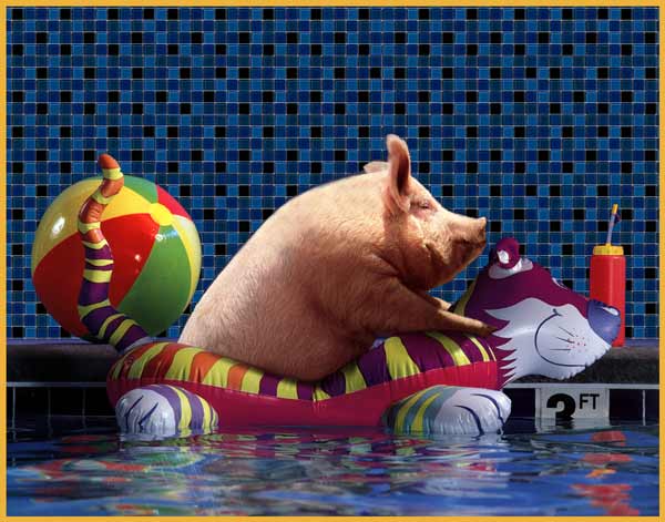 pig in a pool