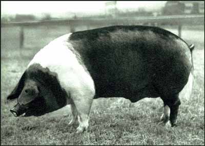 British Saddleback