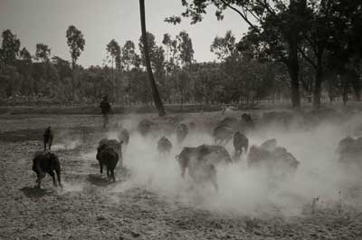  Muhammad Murtada - Swineherd: the salaried gypsy