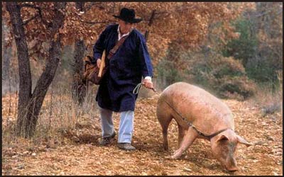 lesson of the truffle pig