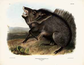 John James Audubon - The Collard Peccary