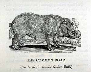 Thomas Bewick - Common Boar