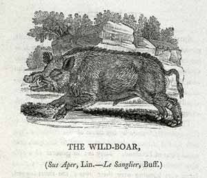 Thomas Bewick - Wild Boar