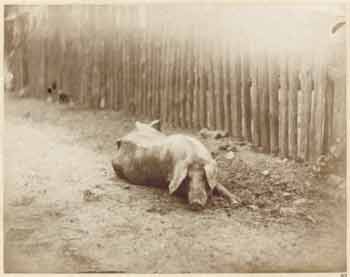 Léon Crémière - Cochon couché de face