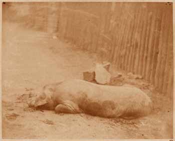 Léon Crémière - Cochon couché profil gauche