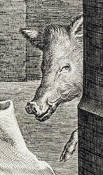 pig