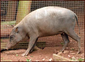 A modern female babirusa