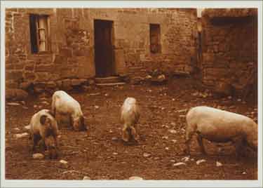 Charles Augustin Lhermitte - Porcs dans une cour de ferme