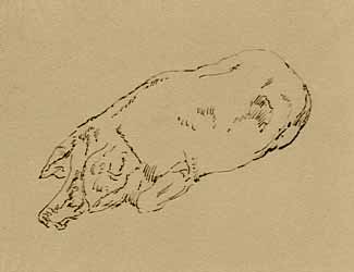 Gustave Moreau - Etude de porc couché