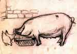 Marguerite Paulet - pencil sketch of a sow