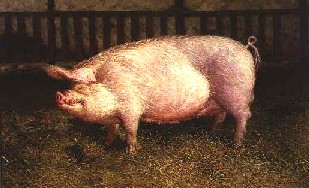 James Wyeth - Portrait of Pig