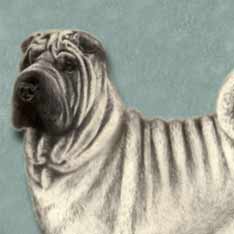 sharpei dog