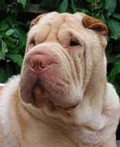 Shar Pei