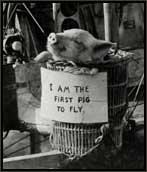 first pig to fly