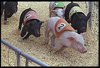 racing pigs